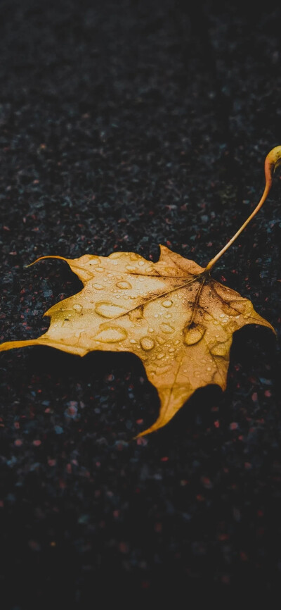 雨天壁纸