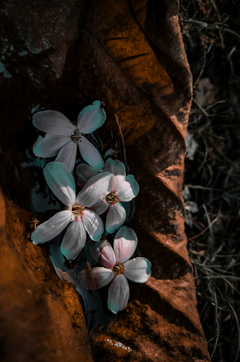 摄影 花 美好将至