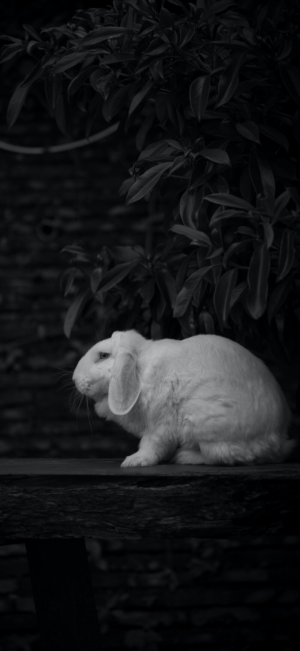 冷淡风°｜全屏壁纸