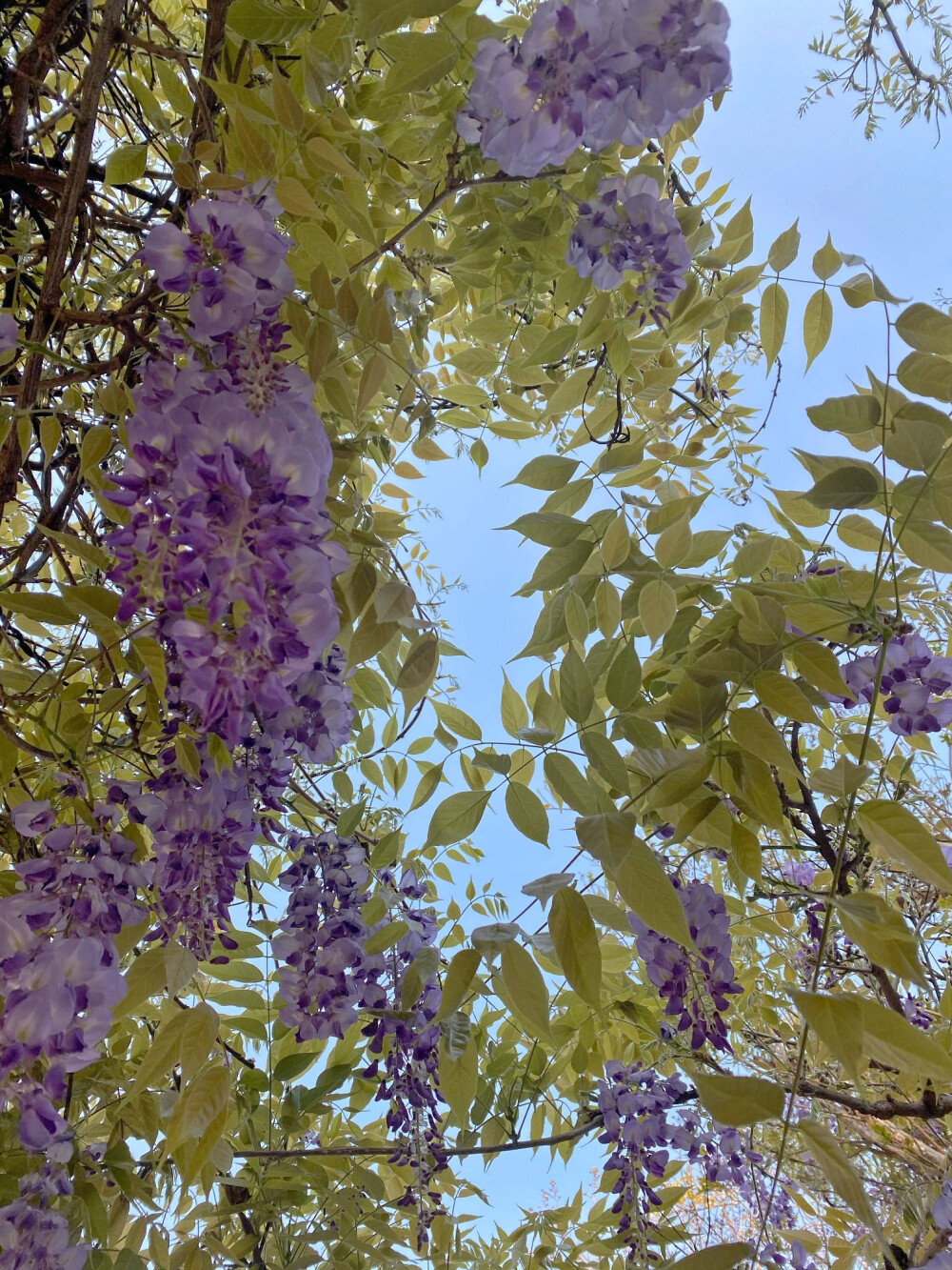 ‘’紫藤挂云木.花蔓宜阳春.密叶隐歌鸟.香风留美人。‘’紫藤代表思念.它有个美丽的传说.据说有位美丽的女孩.她每天祈求月老希望有段美好的恋爱.后来月老被打动了.告诉她在家的后山有片竹林.去那里能遇到一个白衣男子.于是女孩就去了竹林.不料被蛇咬伤了.却真的遇到白衣男子救了她.两人相爱.但男子家境贫寒.女子父母不同意.男子和女子就殉情跳崖.结果在他们跳崖的地方生长了一棵紫藤树.花紫色.依藤而存.彼此不能独自存活.就像他们.生死相依.为爱而存。