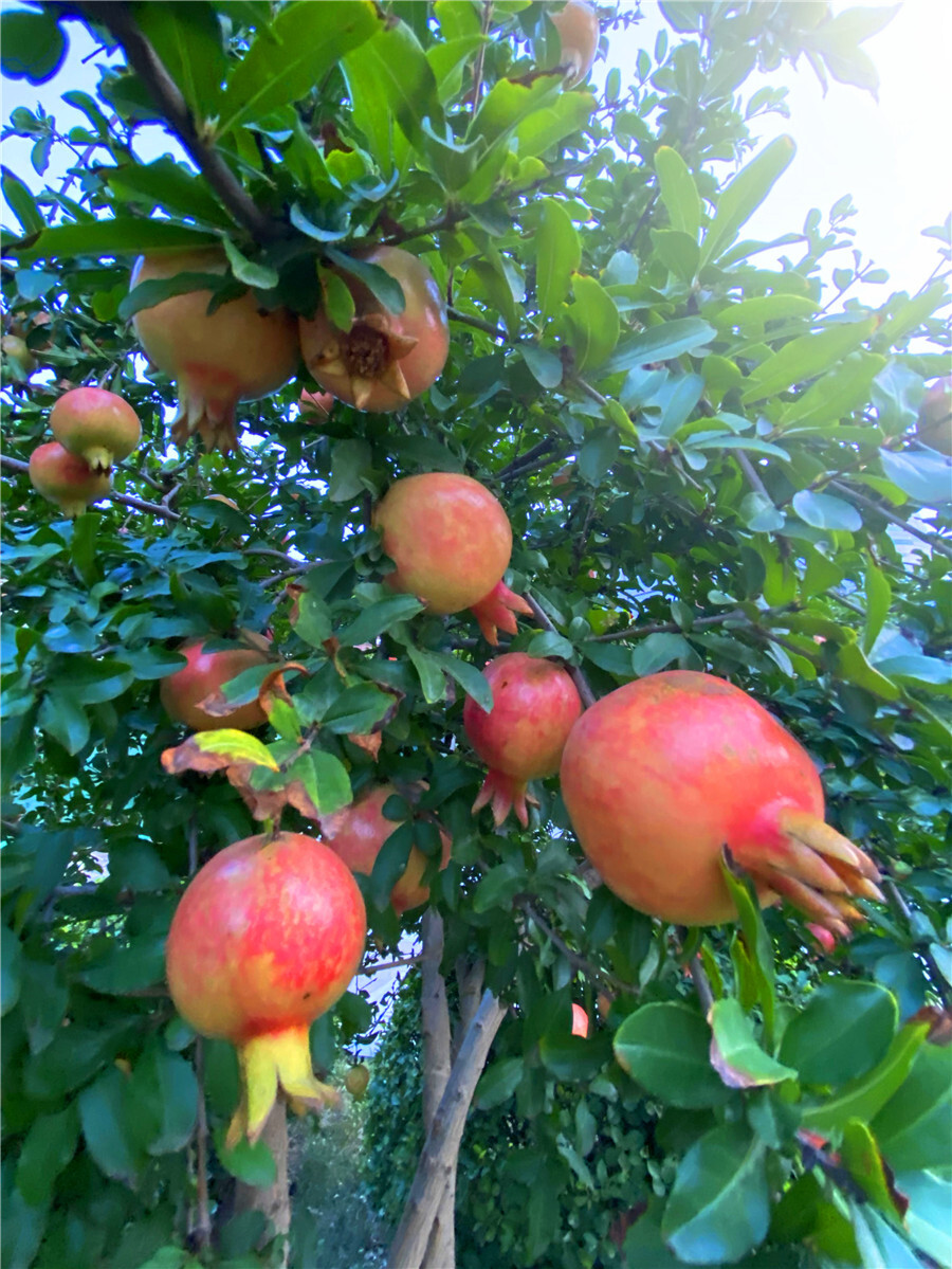 刘勇良手机纪实摄影：石榴红了