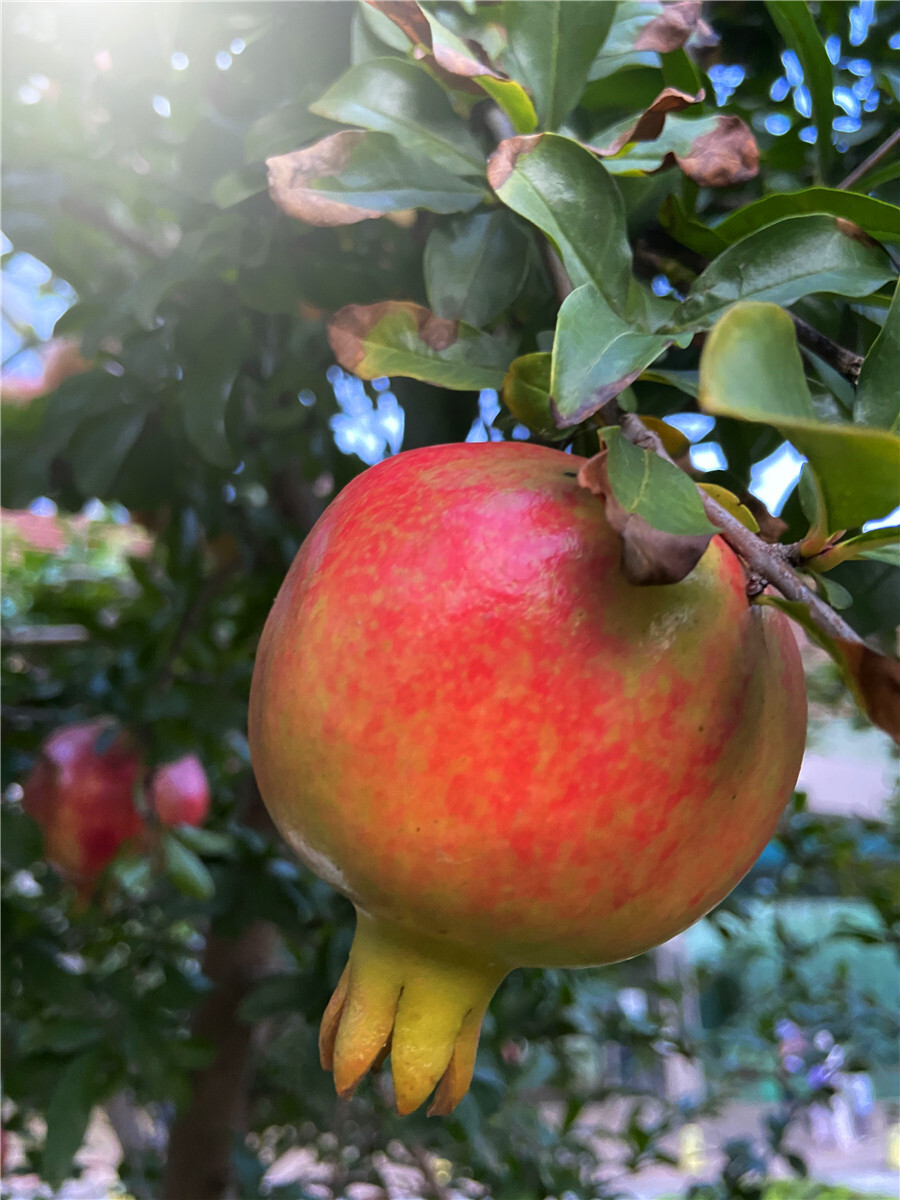 刘勇良手机纪实摄影：石榴红了