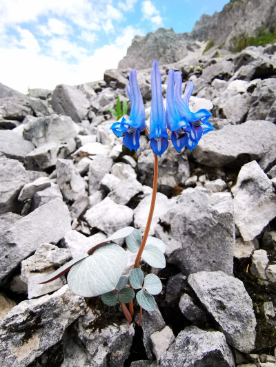 半荷包紫堇 Corydalis hemidicentr