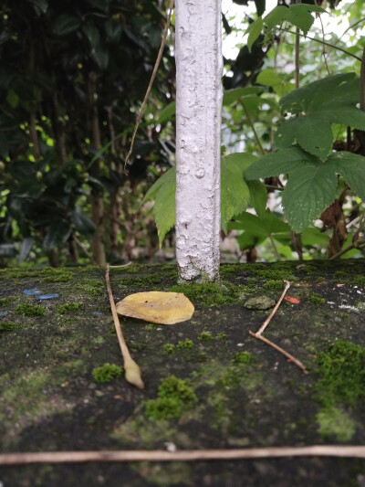 雨后花花草草