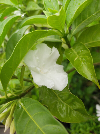 雨后花花草草