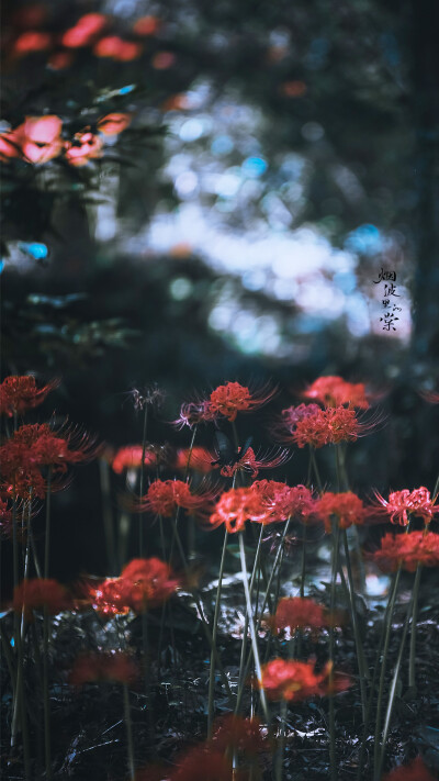 彼岸花开开彼岸，
花开叶落永不见。