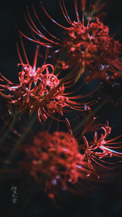 彼岸花开开彼岸，
花开叶落永不见。