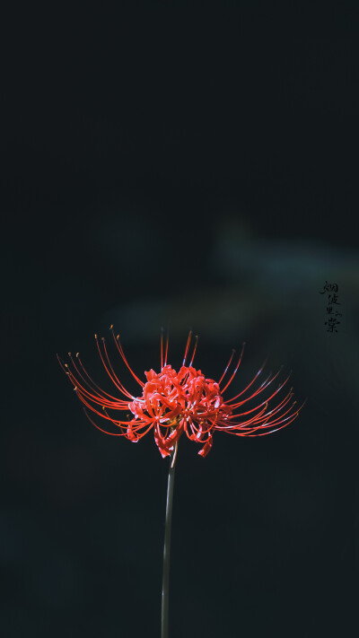 彼岸花开开彼岸，
花开叶落永不见。