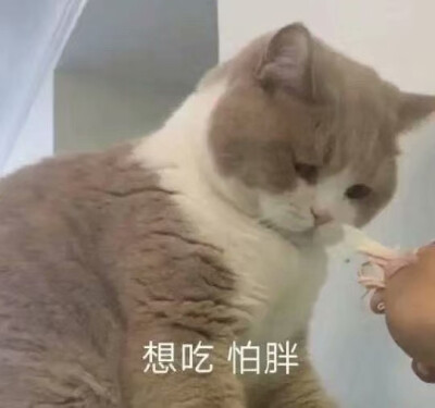 猫猫头