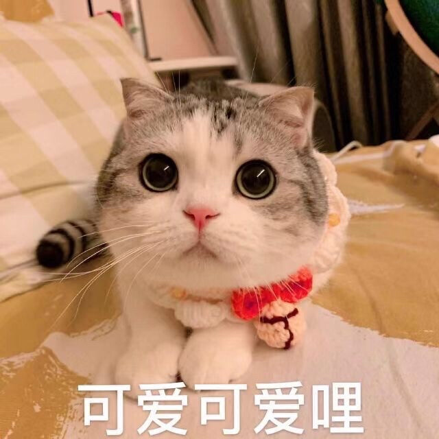 猫猫头