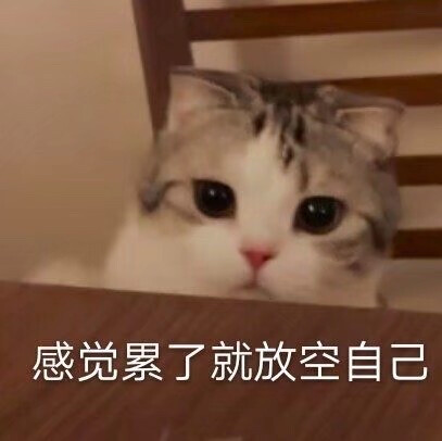 猫猫头