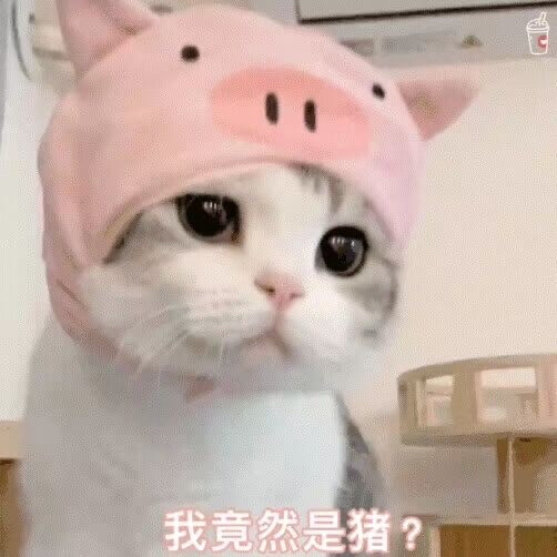 猫猫头