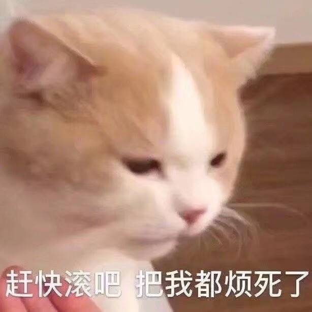 猫猫头