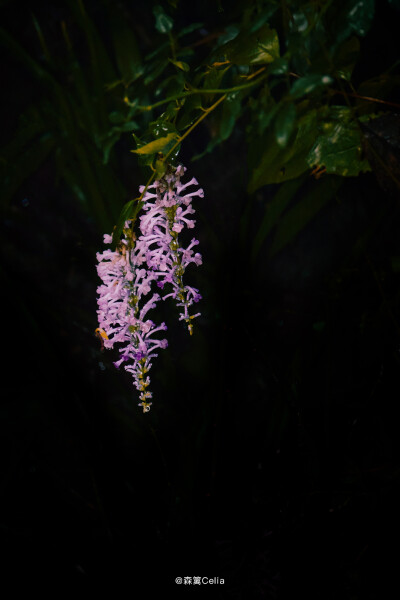 醉鱼草：学名：Buddleja lindleyana Fortune，马钱科、醉鱼草属灌木，4-10月开花，8月至翌年4月结果。全株有小毒。