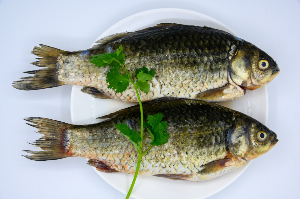 鱼 生物 鲤鱼 水生生物 水产品 淡水鱼 营养丰富 美味的 人工养殖 新鲜 动物 食材 食物 待加工 烹饪 捕捞 整条鱼 饮食 香菜 绿叶菜 佐料 蔬菜 装饰 白色背景 白瓷盘 特写 简单
