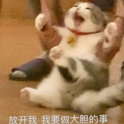 小猫猫