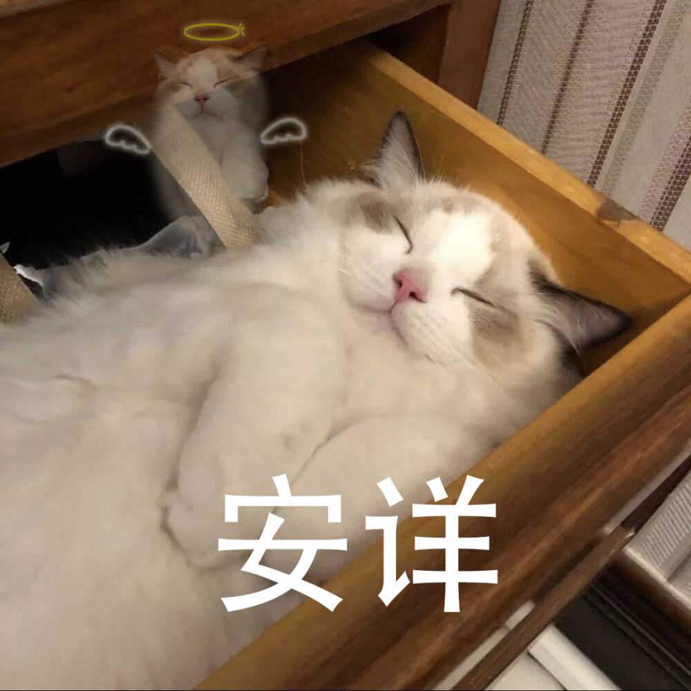 猫猫表情包 灵魂升天 安详