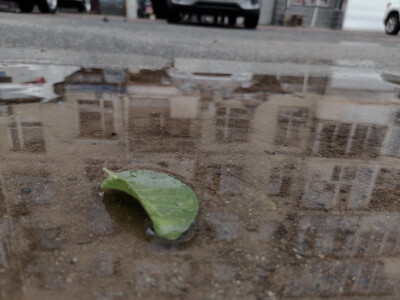 几片叶子硬生生被我拍成了网抑云