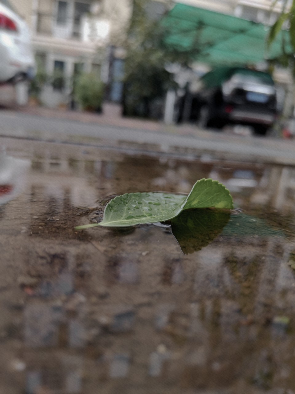 几片叶子硬生生被我拍成了网抑云