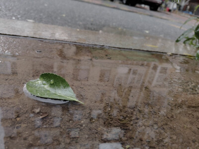 几片叶子硬生生被我拍成了网抑云