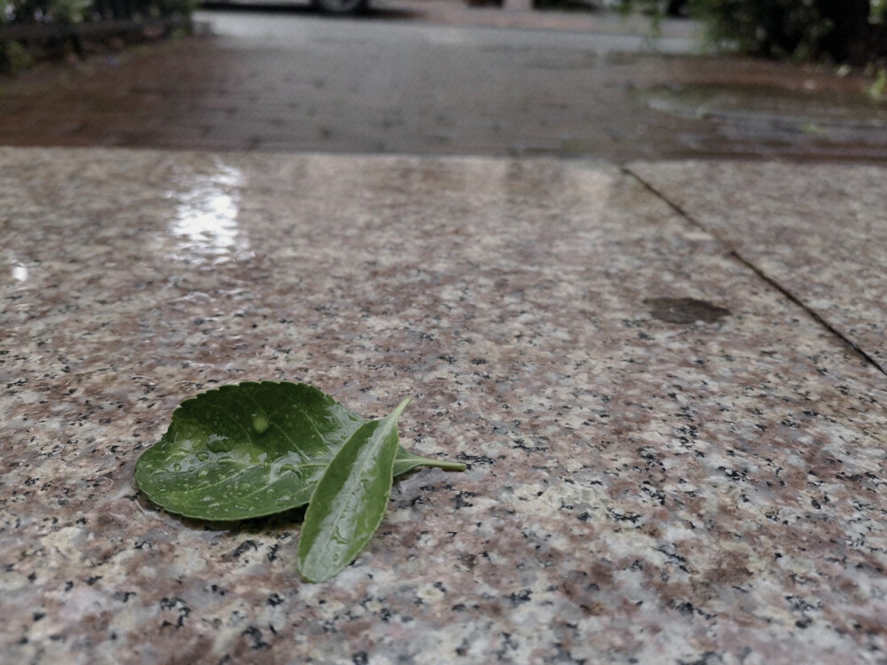 几片叶子硬生生被我拍成了网抑云