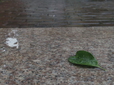 几片叶子硬生生被我拍成了网抑云