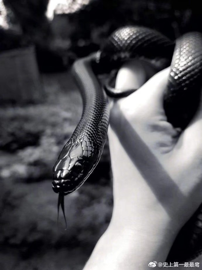 蛇蛇