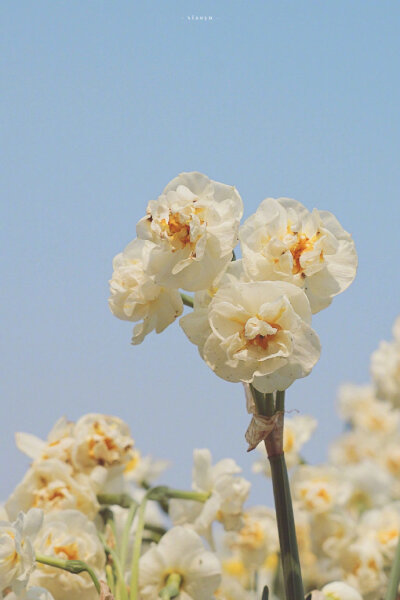 水仙花辞职