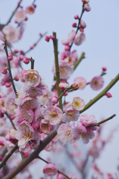 梅花