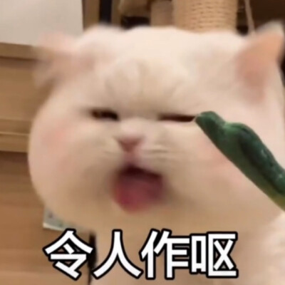 抖音球球是只猫