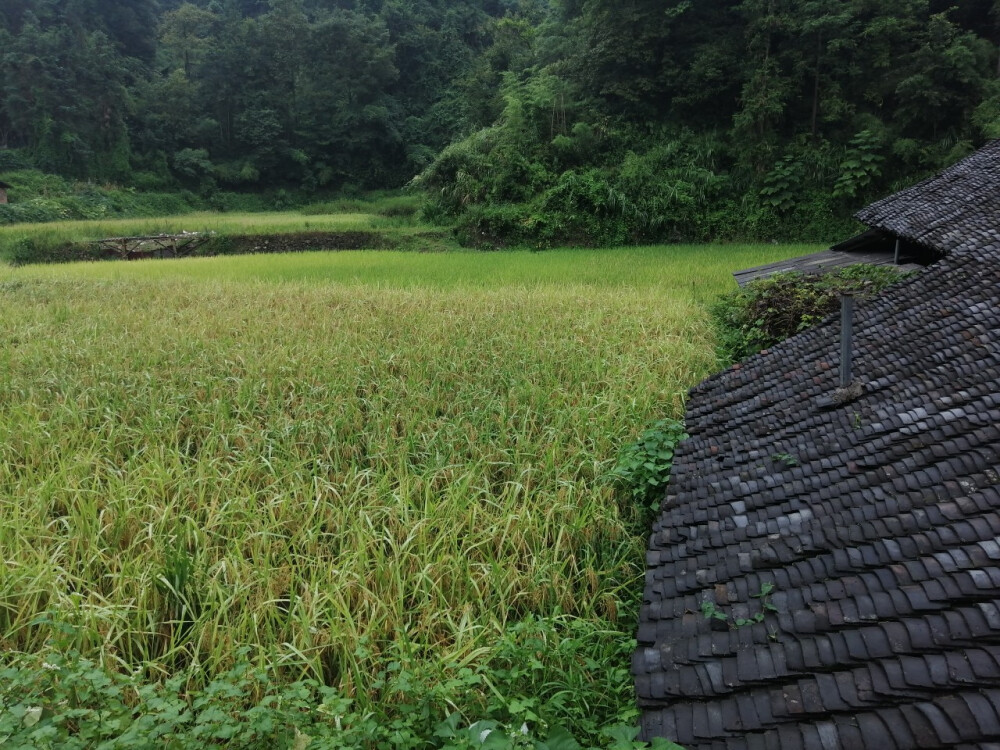 姨奶家的田地