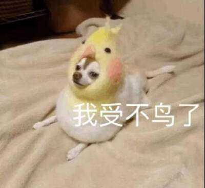 狗狗表情包