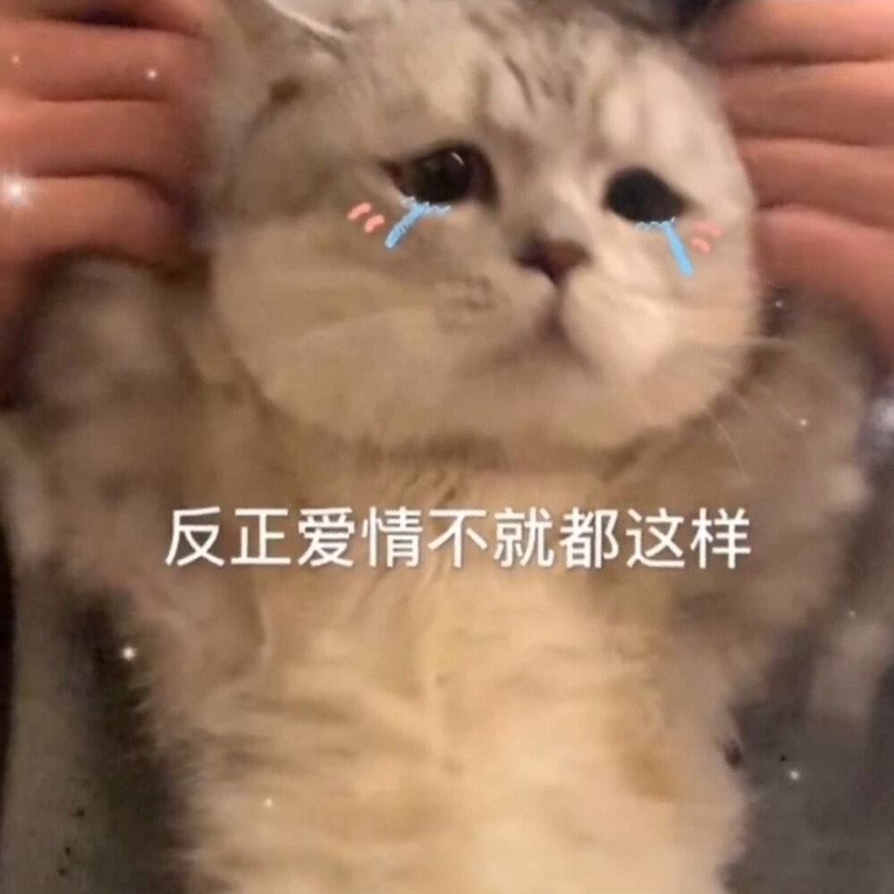 可爱猫咪表情包