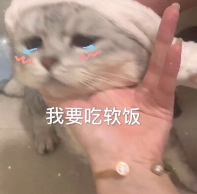 可爱猫咪表情包