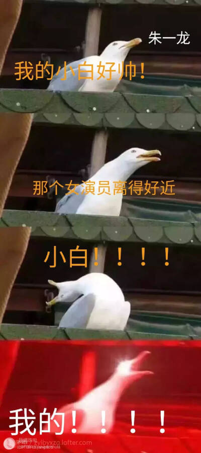 朱白