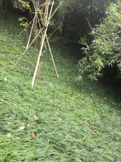 大自然