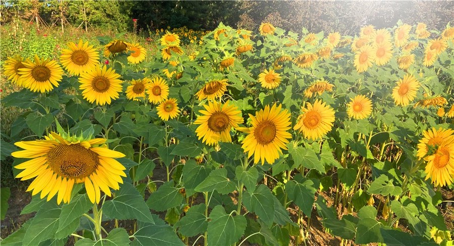 刘勇良手机纪实摄影：朵朵花儿向太阳