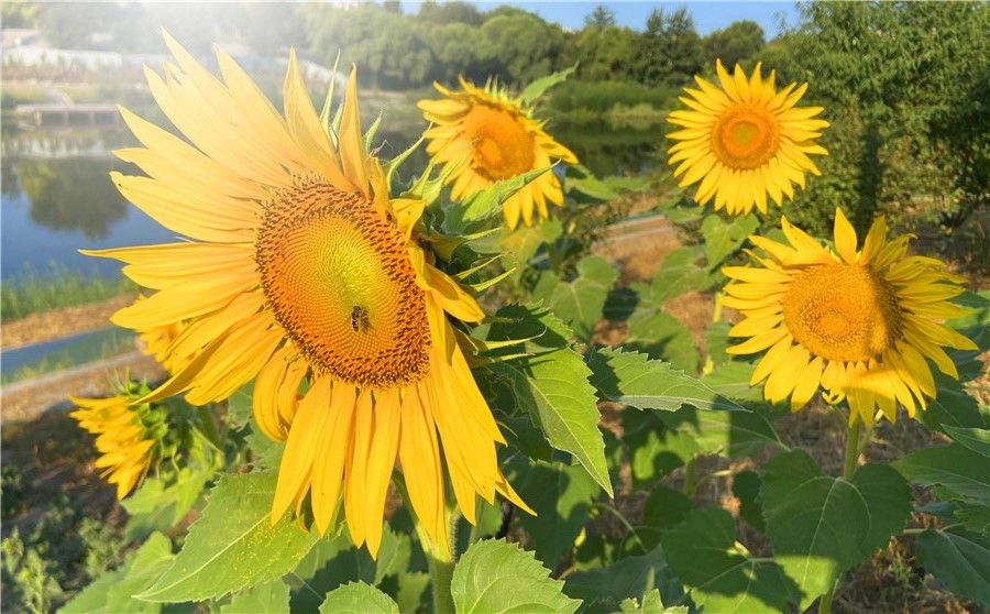 刘勇良手机纪实摄影：朵朵花儿向太阳