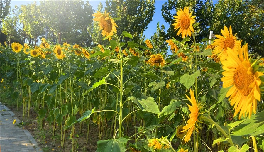 刘勇良手机纪实摄影：朵朵花儿向太阳