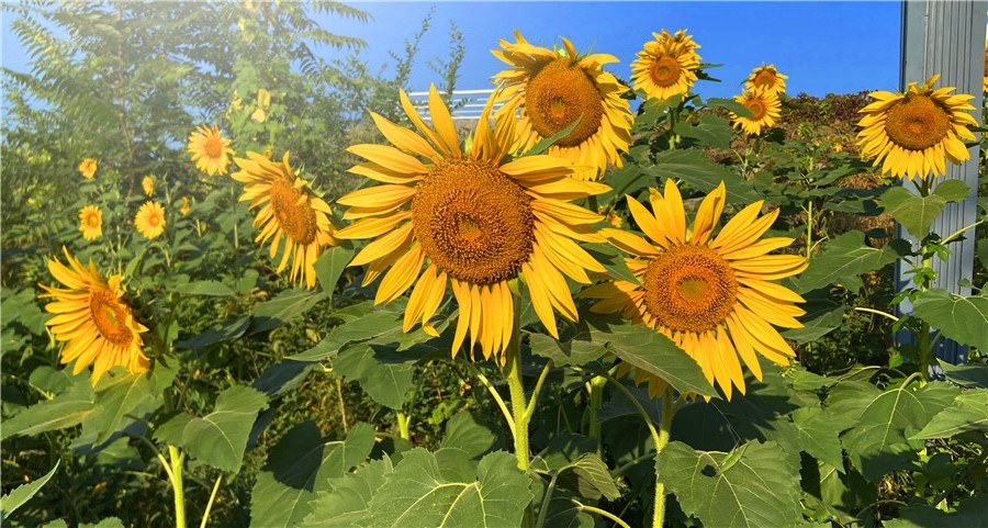 刘勇良手机纪实摄影：朵朵花儿向太阳