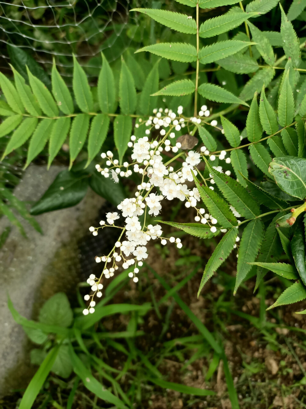 珍珠梅
叶可泡茶