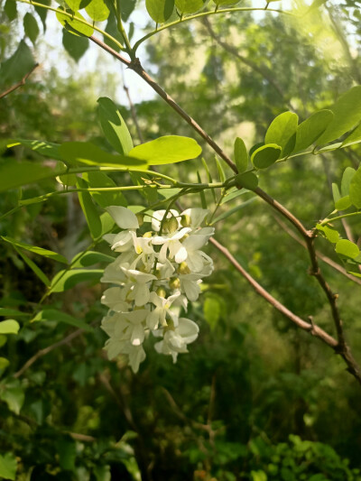 洋槐花