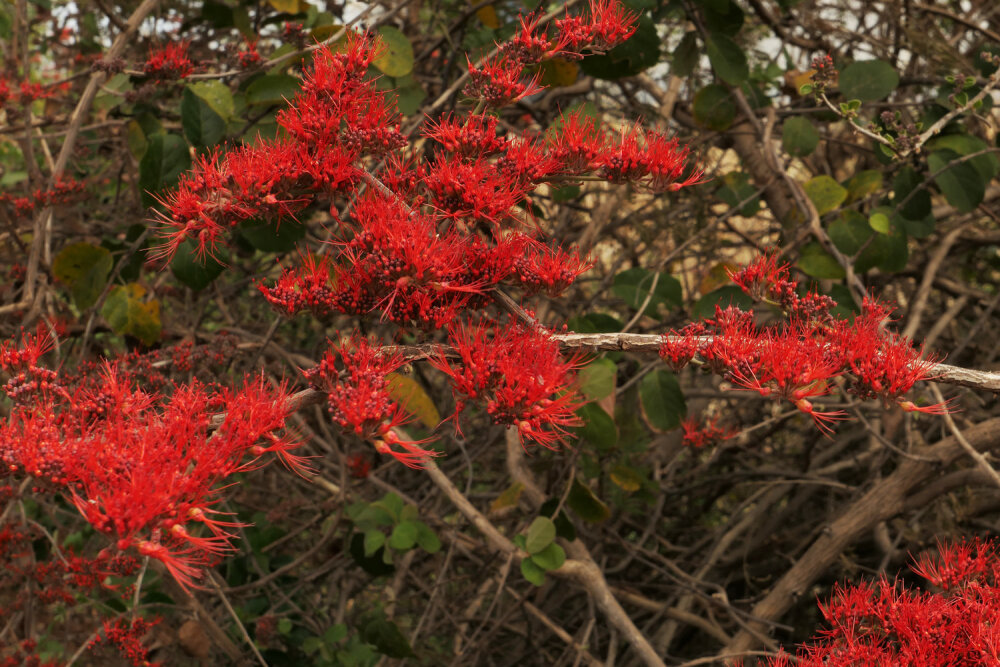 小叶风车子Combretum microphyllum