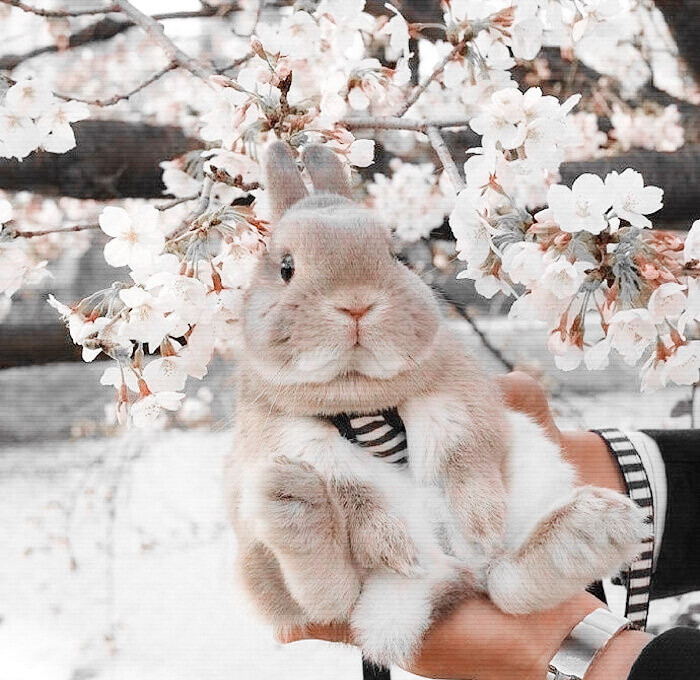 
·我有没有说过，你害羞的样子，真可爱。
背景乔殃。