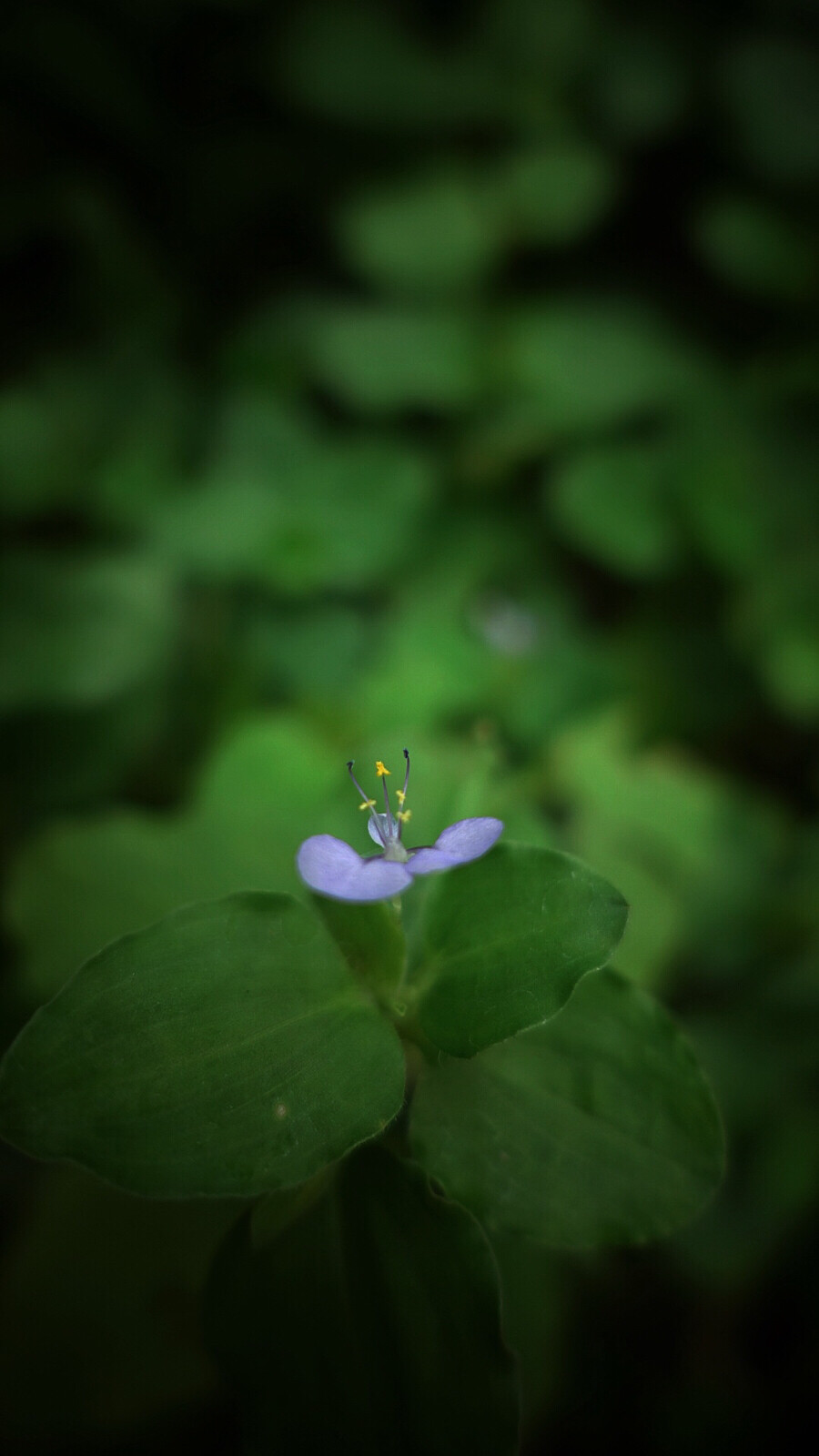 【 山 野 杂 记 ? 饭 包 草 】第一眼看见原以为是鸭跖草，看花型又比鸭跖草的花小上号，叶片也不一样。仔细分辨发现原来是饭包草，别名火柴头、竹叶菜等，是鸭跖草科鸭跖草属多年生披散草本。全草皆能入药，味苦，性寒，具有清热解毒、利湿消肿之功效，外用鲜品捣烂敷于患处。