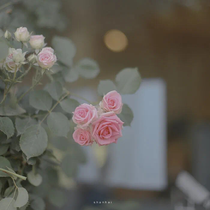 那些花儿
鲜花朋友圈背景图