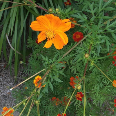 那些花儿
鲜花朋友圈背景图