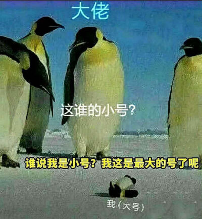 干啥啥不行ʕ̯•͡˔•̯᷅ʔ ᐝ