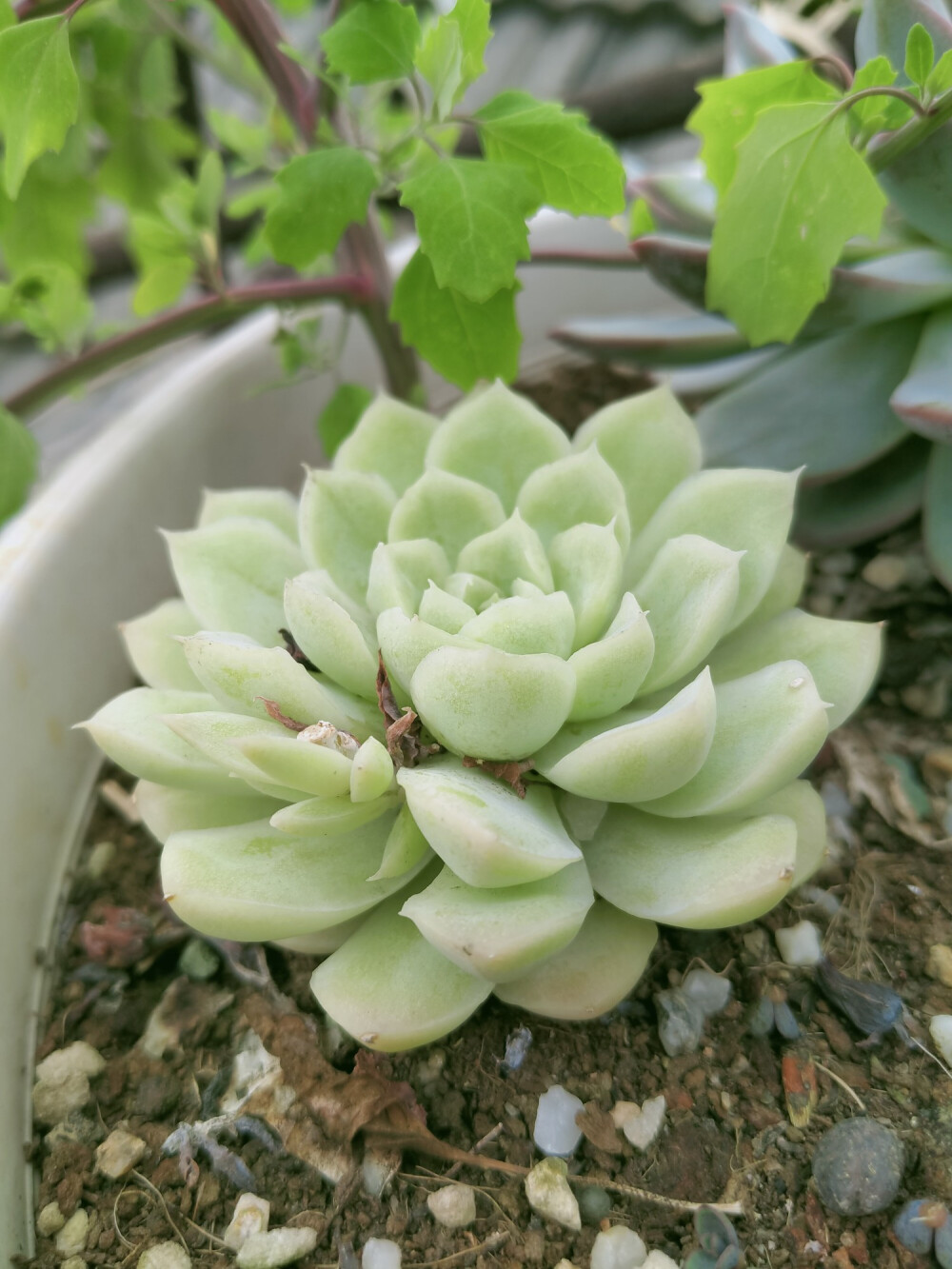 多肉植物【阿尔巴白月影】【三色堇】