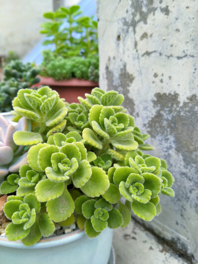 多肉植物【碰碰香】这种植物实在太能长了！一株长一盆的那种！